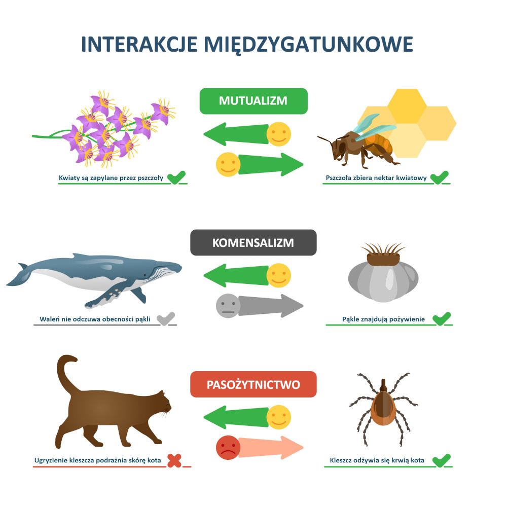 Rodzaje interakcji biocenotycznych wśród zwierząt