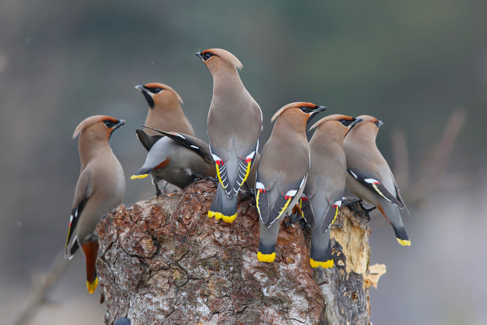 Ojczyzną jemiołuszki są tereny znajdujące się w północnych częściach trzech różnych kontynentów, fot. David Kalosson/Shutterstock