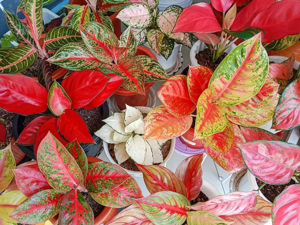 Kolorowe kwiaty doniczkowe mogą być ciekawym urozmaiceniem wystroju wnętrz, fot. gorillaimages/Shutterstock