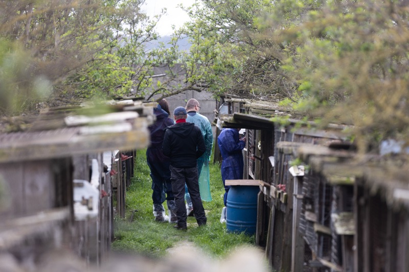 Interwencja na fermie lisów w Kościanie, źródło: Otwarte Klatki