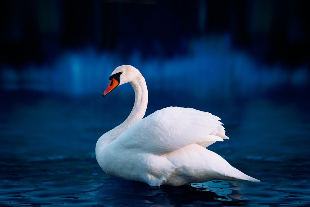 Fot. Dima Zel/Shutterstock