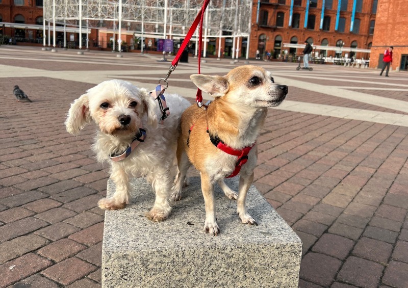 Na modowym wybiegu pojawią się m. in. Lili i Sisi, fot. materiały prasowe