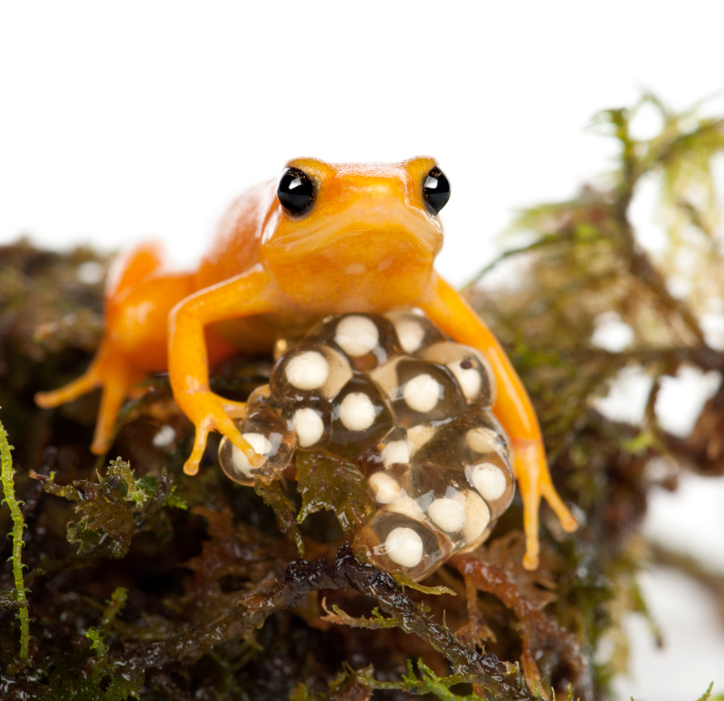 Mantella złota (Mantella aurantiaca)