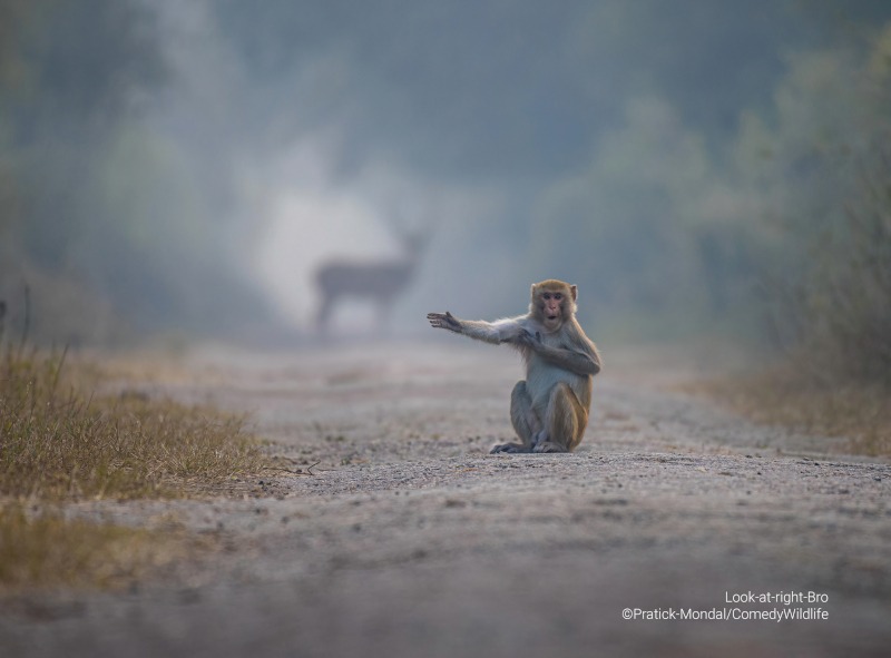 © Pratick Mondal/Comedy Wildlife 2023