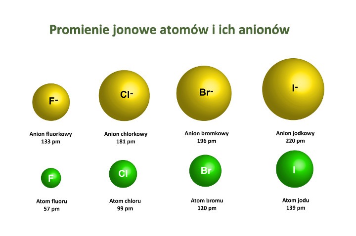 Porównanie rozmiarów promieni jonowych atomów pierwiastków i ich anionów. (infografika/Shutterstock)
