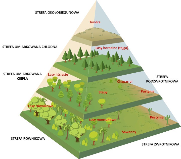 Biomy charakterystyczne dla stref klimatycznych kuli ziemskiej. (infografika/Shutterstock)