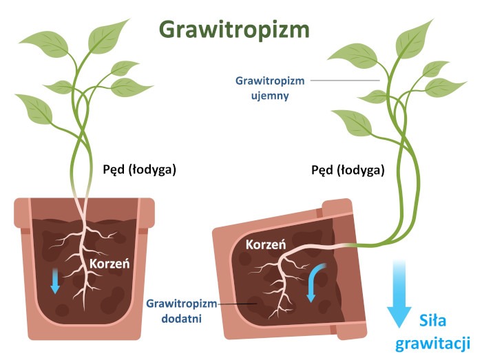 Grawitacja pełni ważną rolę w procesie wzrostu organów roślinnych. (infografika/Shutterstock)