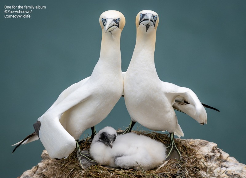 © Zoe Ashdown/Comedy Wildlife 2023