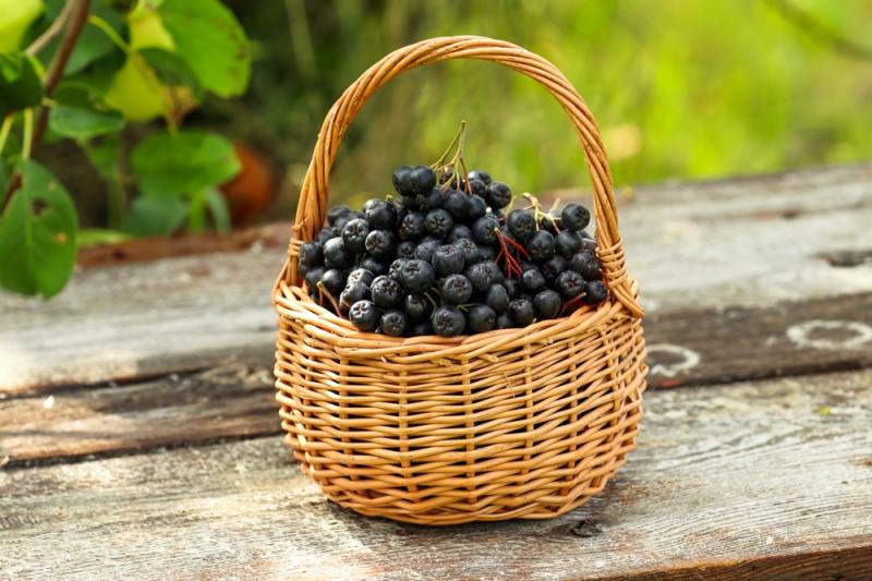 Aronię zbiera się wczesną jesienią, fot. Ninevija/Shutterstock