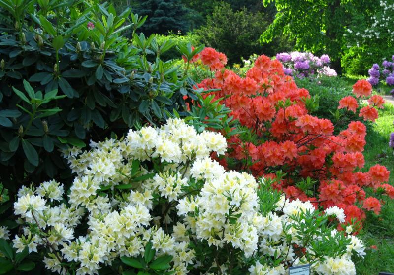 Azalia japońska to gatunek zimozielony, który na wiosnę obsypuje się kolorowym kwieciem, fot. Olga Glagazina/Shutterstock