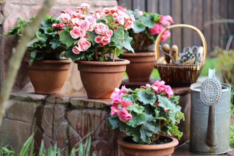 Begonie często uprawia się w donicach, fot. Galina Grebenyuk/Shutterstock
