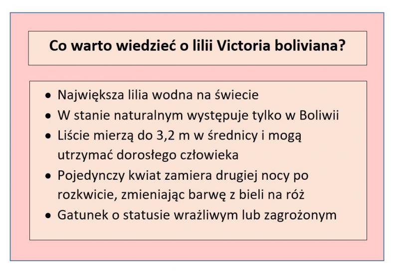 Tabela przedstawiająca fakty o lilii Victoria boliviana; opracowanie własne