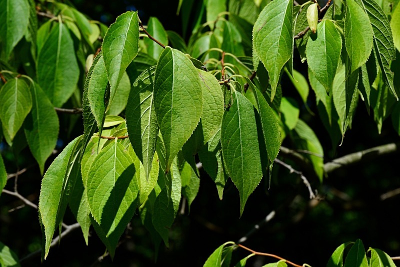 Liście eukomii wiązowatej, fot. ZayacSK/Shutterstock Liście eukomii wiązowatej, fot. ZayacSK/Shutterstock