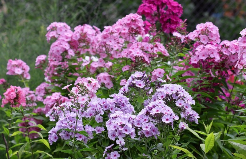 Floks plamisty jest wspaniałą ozdobą zagonów, fot. Tibesty/Shutterstock