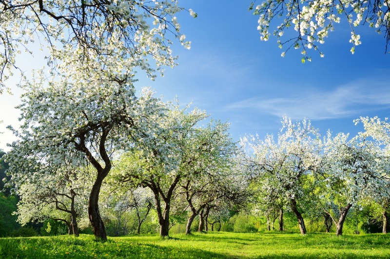 Sad pełen kwitnących jabłoni, Fot. MNStudio/Shutterstock