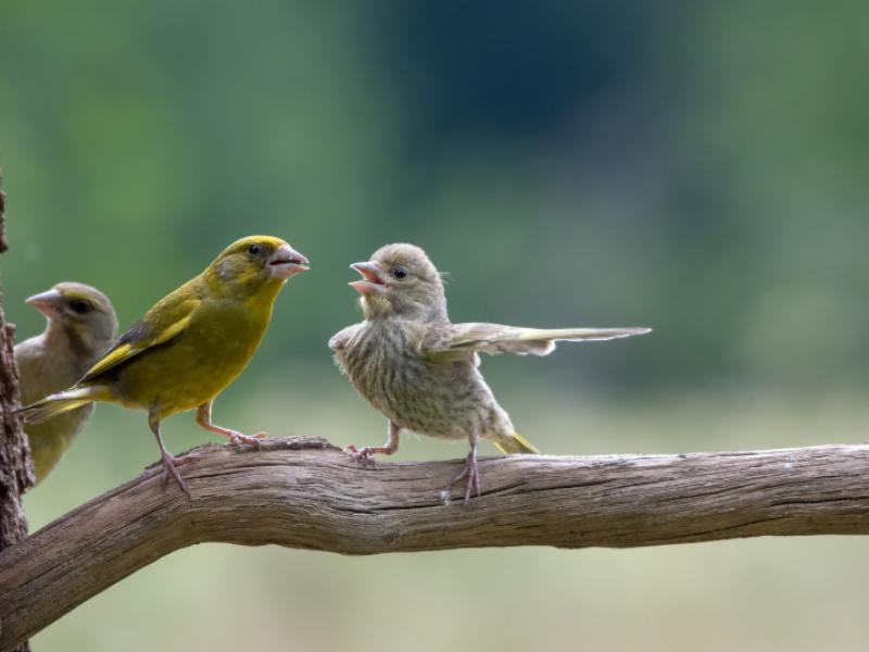 Comedy Wildlife 2023 - wyróżnienie