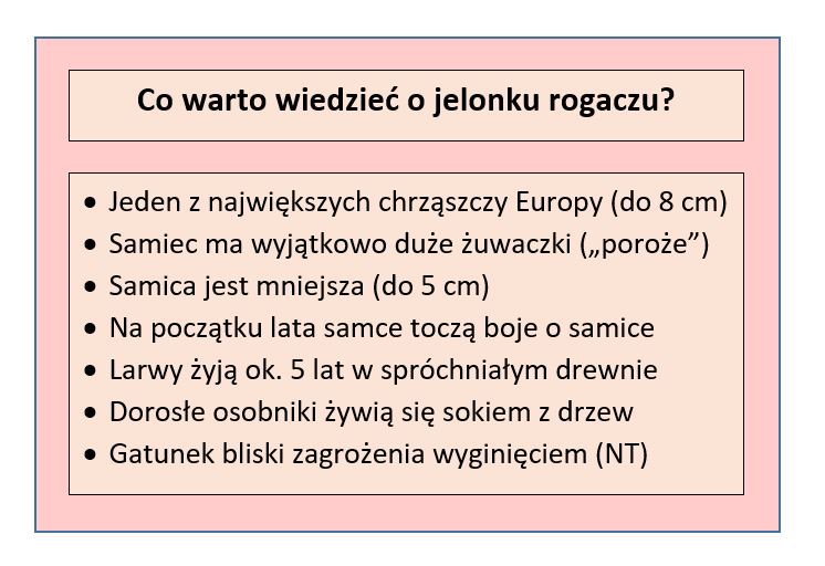 jelonek rogacz ciekawostki
