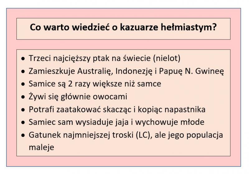 Tabela przedstawiająca fakty o kazuarze hełmiastym; opracowanie własne