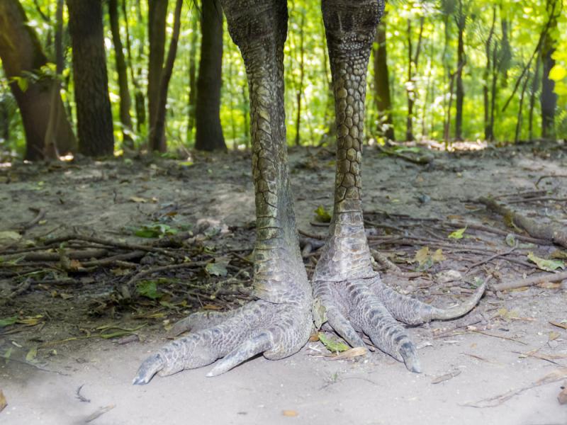 Niebezpieczne nogi kazuara, fot. belizar/Shutterstock