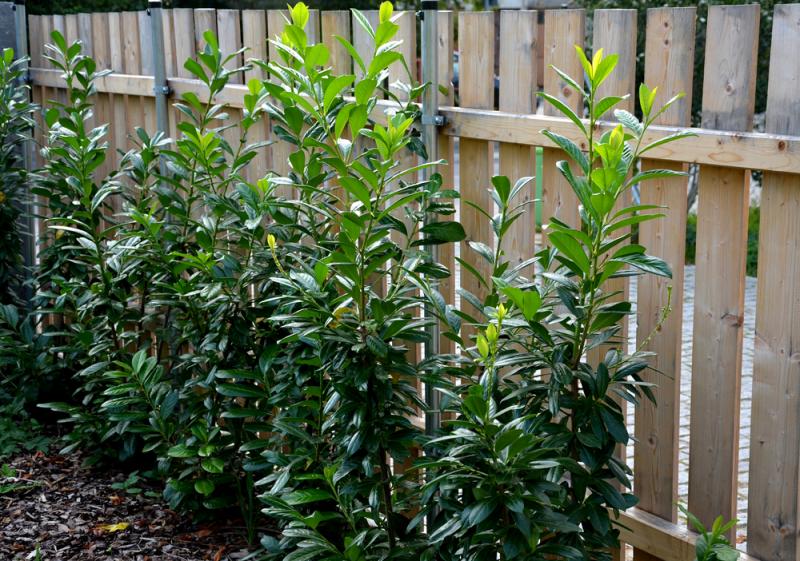 Z laurowiśni da się uformować zimozielony żywopłot, fot. Beekeepx/Shutterstock