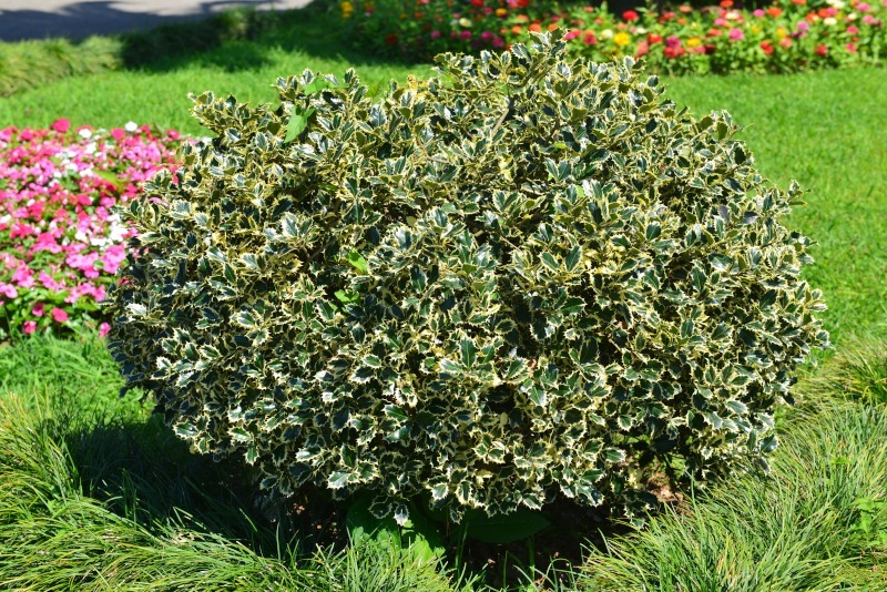 Żeński okaz ostrokrzewu „Argentea Marginata”, fot. Vahan Abrahamyan/Shutterstock