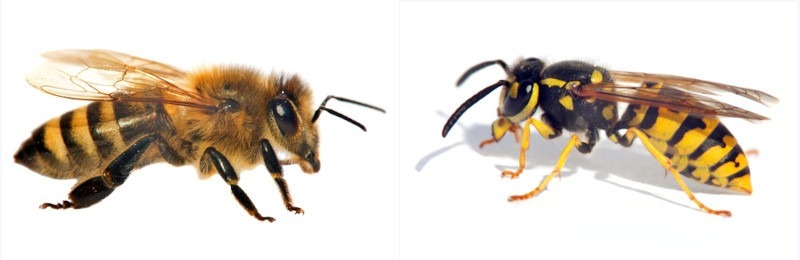 Pszczoła (z lewej) i osa (z prawej), fot. Shutterstock