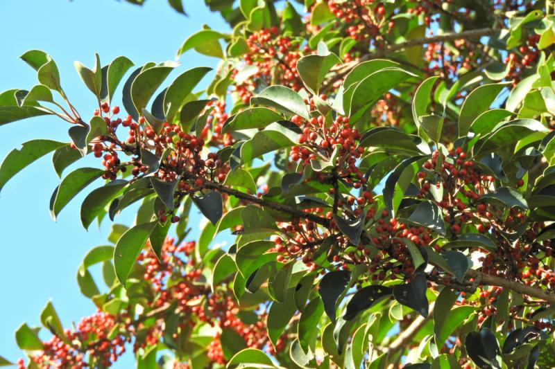 Ostrokrzew japoński pokryty czerwonymi owocami, fot. Guppy2416/Shutterstock