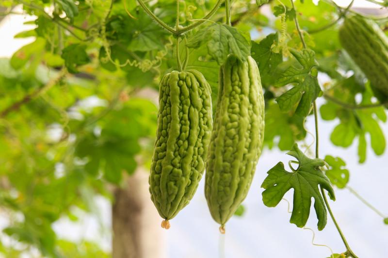 Owoce przepękli na pędach, fot. achariya kumsmer/Shutterstock