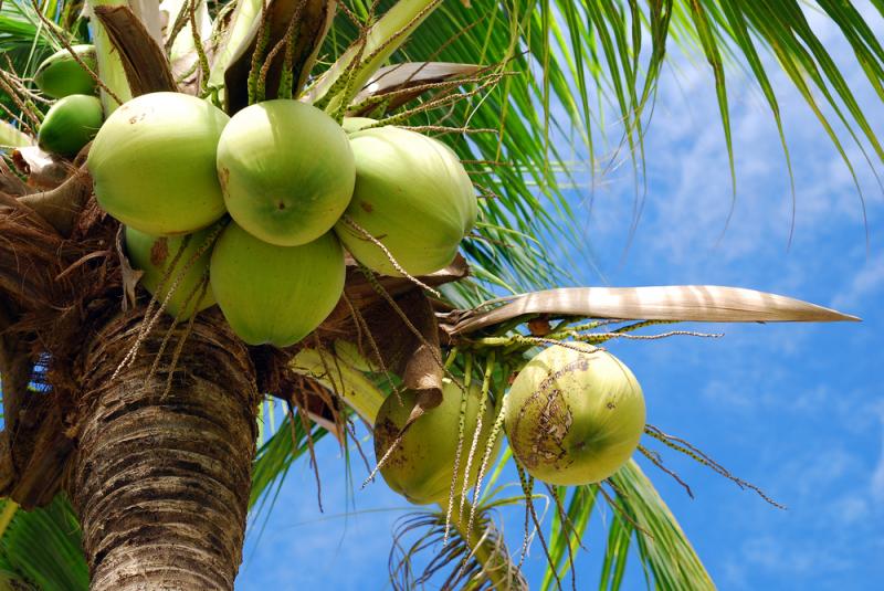 Palma kokosowa, fot. Nonnakrit/Shutterstock