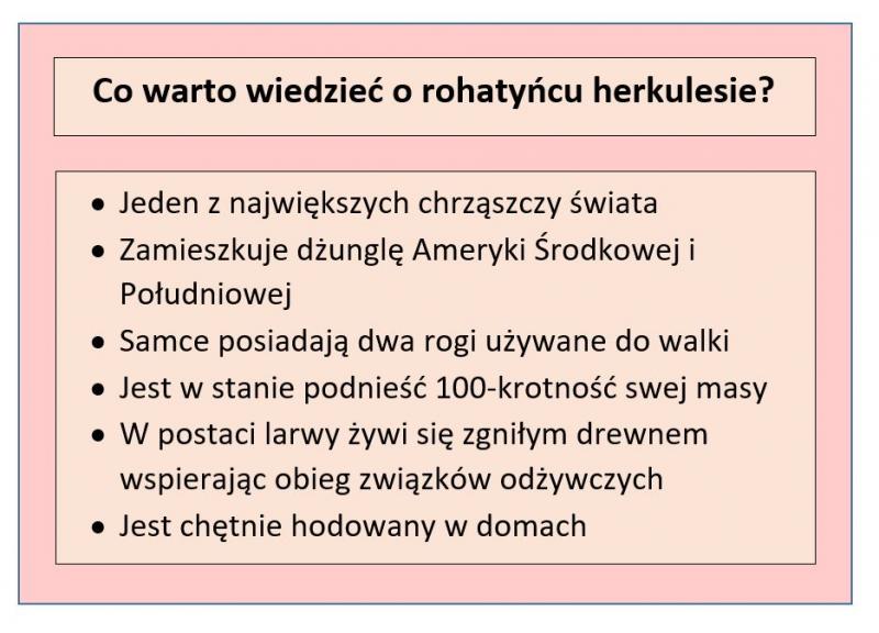 Tabela przedstawiająca fakty o rohatyńcu herkulesie; opracowanie własne