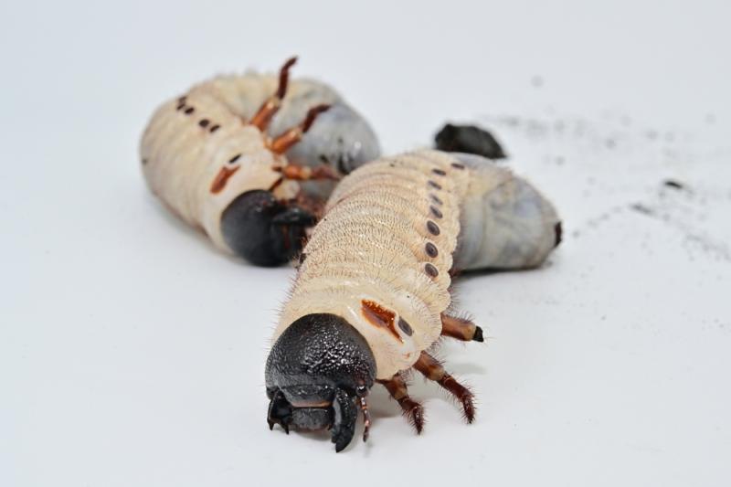 Larwy rohatyńca herkulesa, fot. fukushima_insectarium/Shutterstock