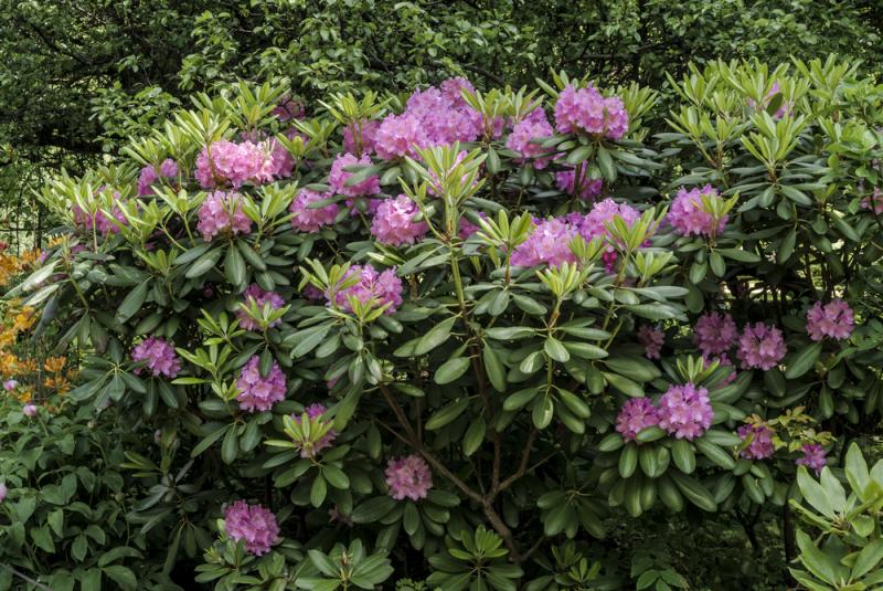 Różanecznik katawbijski znosi nawet mrozy do -30°C, fot. Nick Pecker/Shutterstock