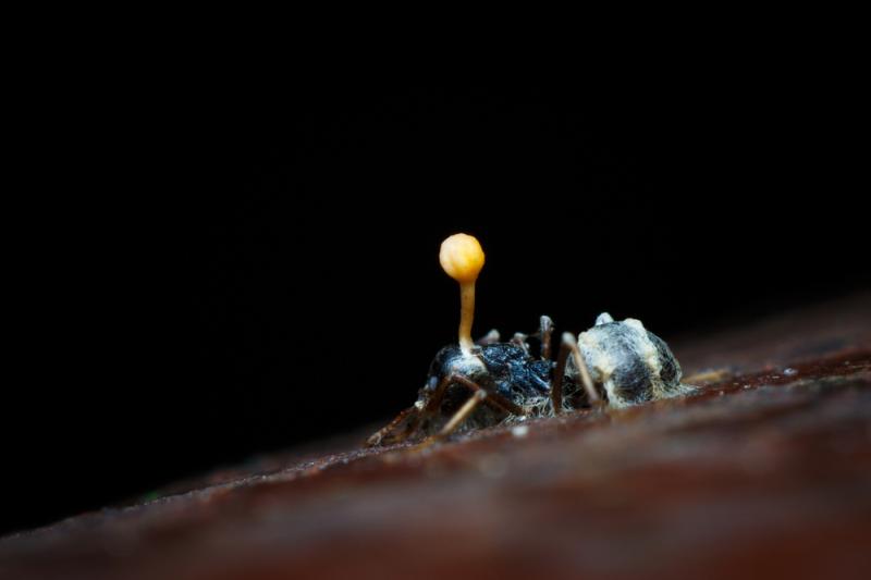 Mrówka zainfekowana przez grzyba, fot. Hyde Peranitti/Shutterstock