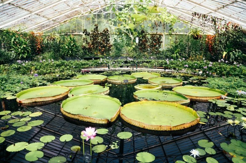 Victoria boliviana w ogrodzie botanicznym, fot. NattaPort/Shutterstock