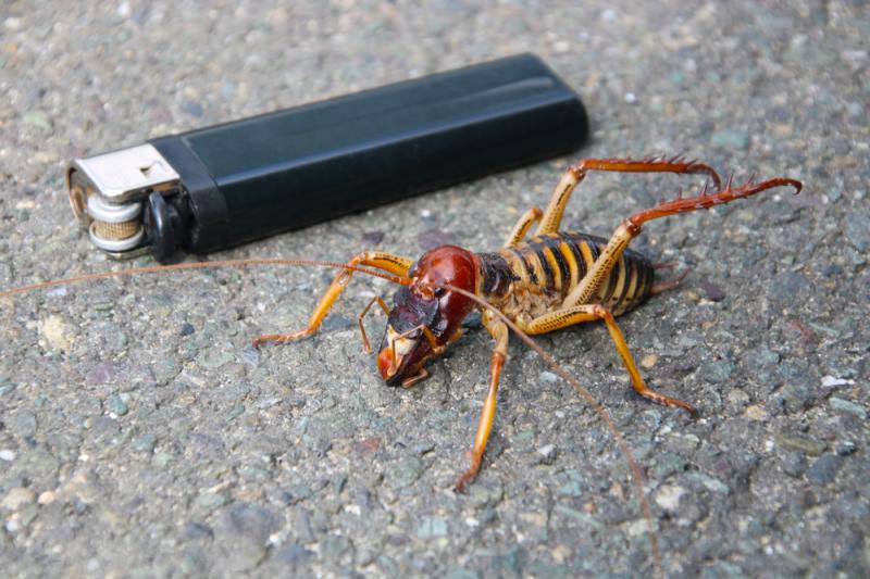 Weta olbrzymia w porównaniu z zapalniczką, fot. rybarmarekk/Shutterstock