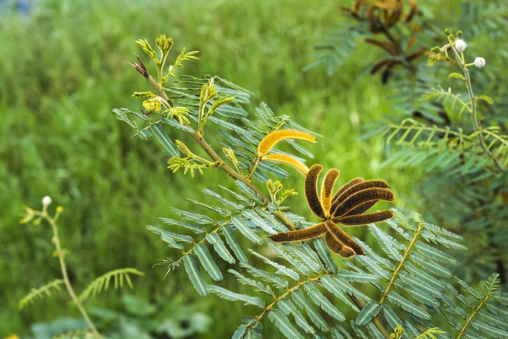 Mimoza, fot. Quang nguyen vinh/Shutterstock