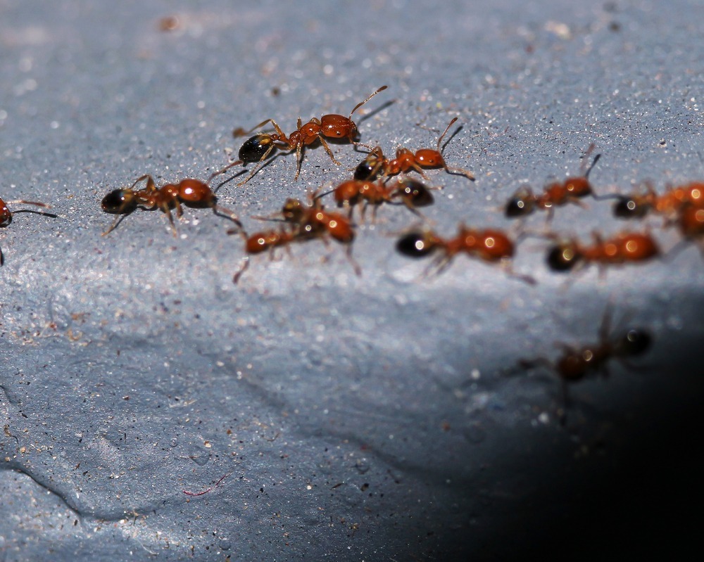 Fot. Setiani Antari/Shutterstock