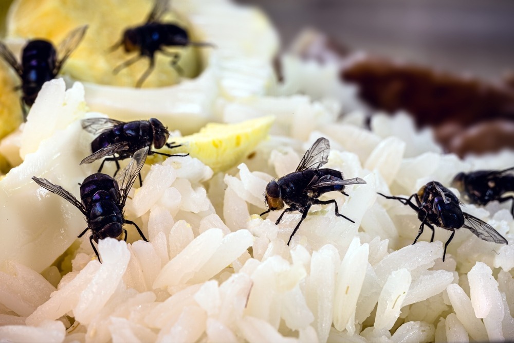 Muchy na jedzeniu, fot. RHJPhtotos/Shutterstock