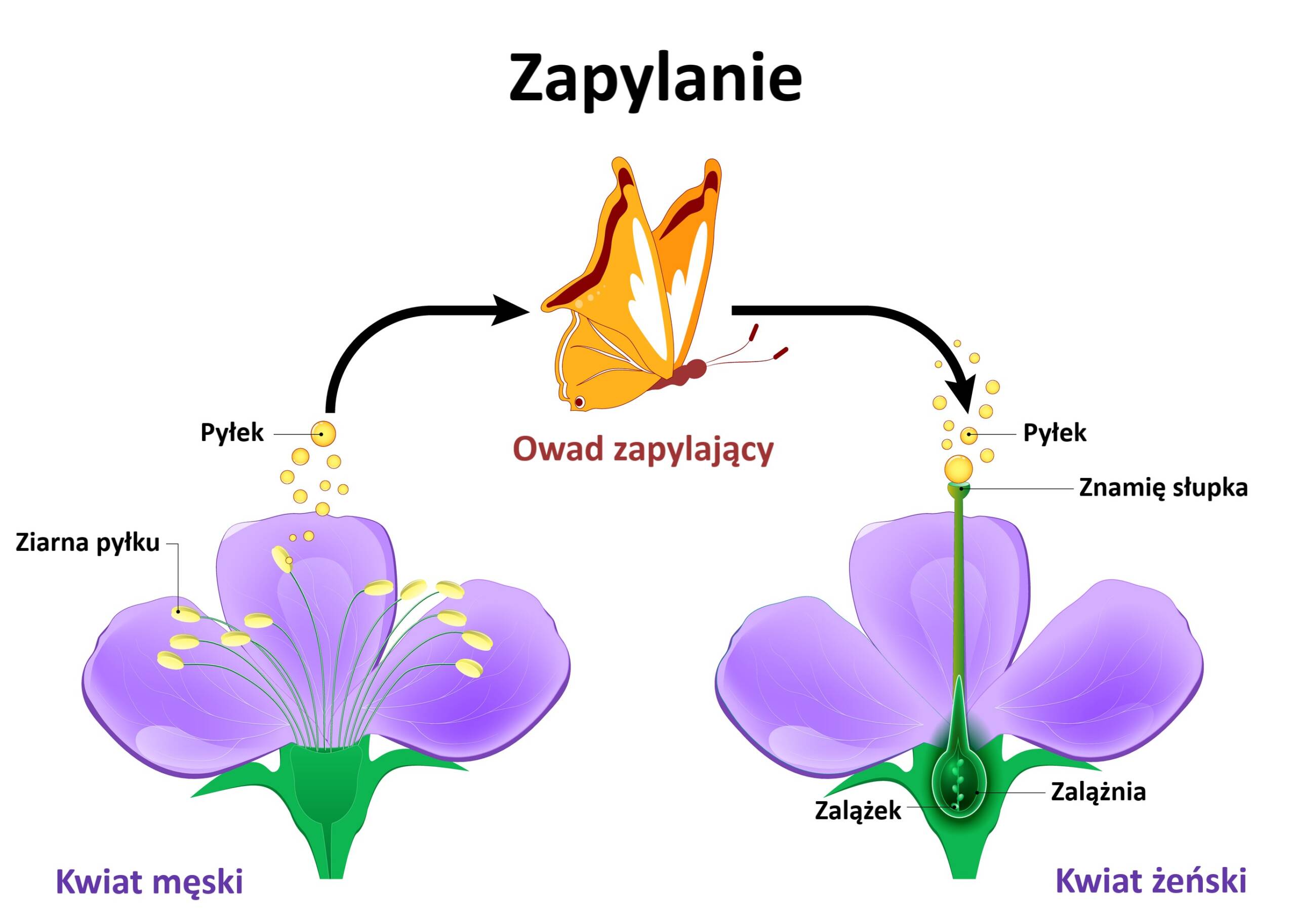 Owadopylność jest zależnością mutualistyczną powstałą w drodze koewolucji roślin kwiatowych i owadów zapylających