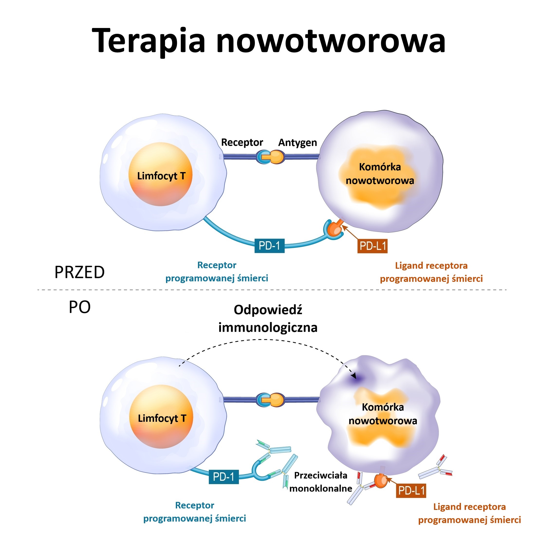 Przeciwciała monoklonalne w terapii chorób nowotworowych