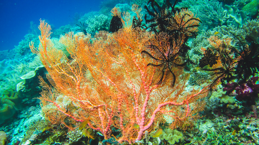 Większość mikrofagów stanowią formy osiadłe żyjące w strefie przybrzeżnej ciepłych mórz i oceanów, np. na rafach koralowych