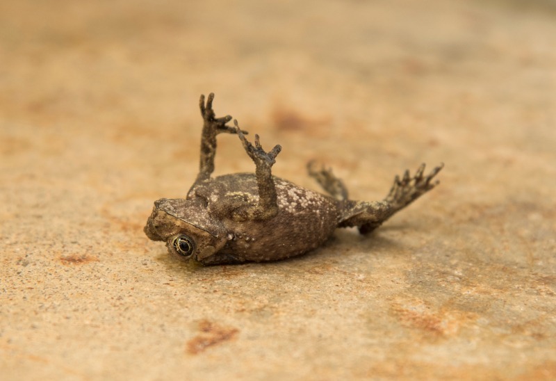 Fot. Watid Viriyasakunkosol/Shutterstock