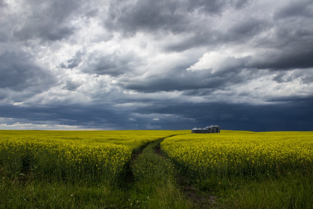 Fot. Dawn Mitchell/Shutterstock