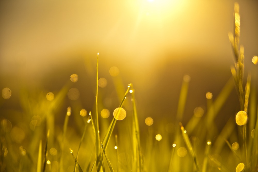 Fot. Cosmin TARTAN/Shutterstock