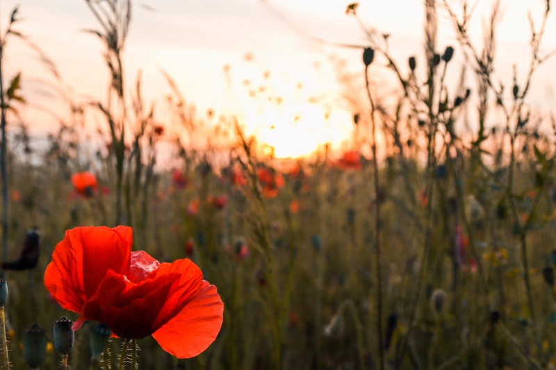 Fot. Mila Muzyka/Shutterstock