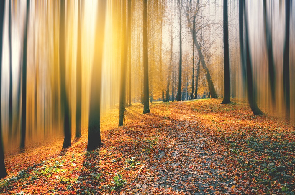 Fot. Valeriy Boyarskiy/Shutterstock