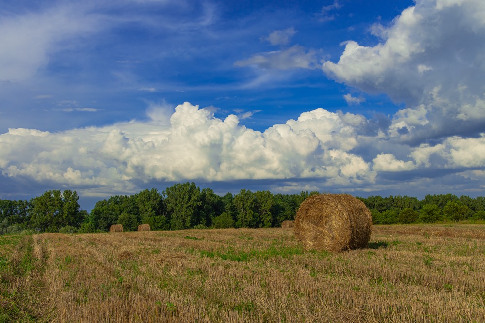 Fot. Artem Kniaz/Shutterstock