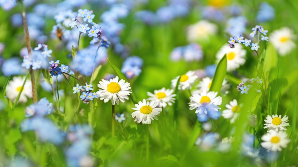 Fot. LeManna/Shutterstock