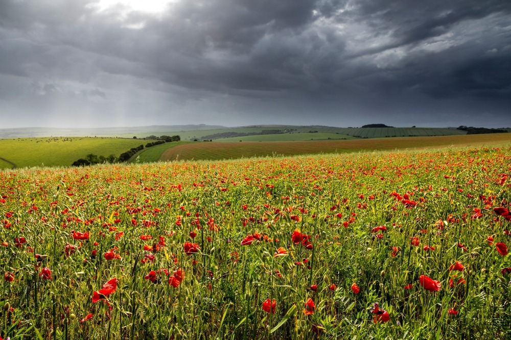 Fot. SuxxesPhoto/Shutterstock