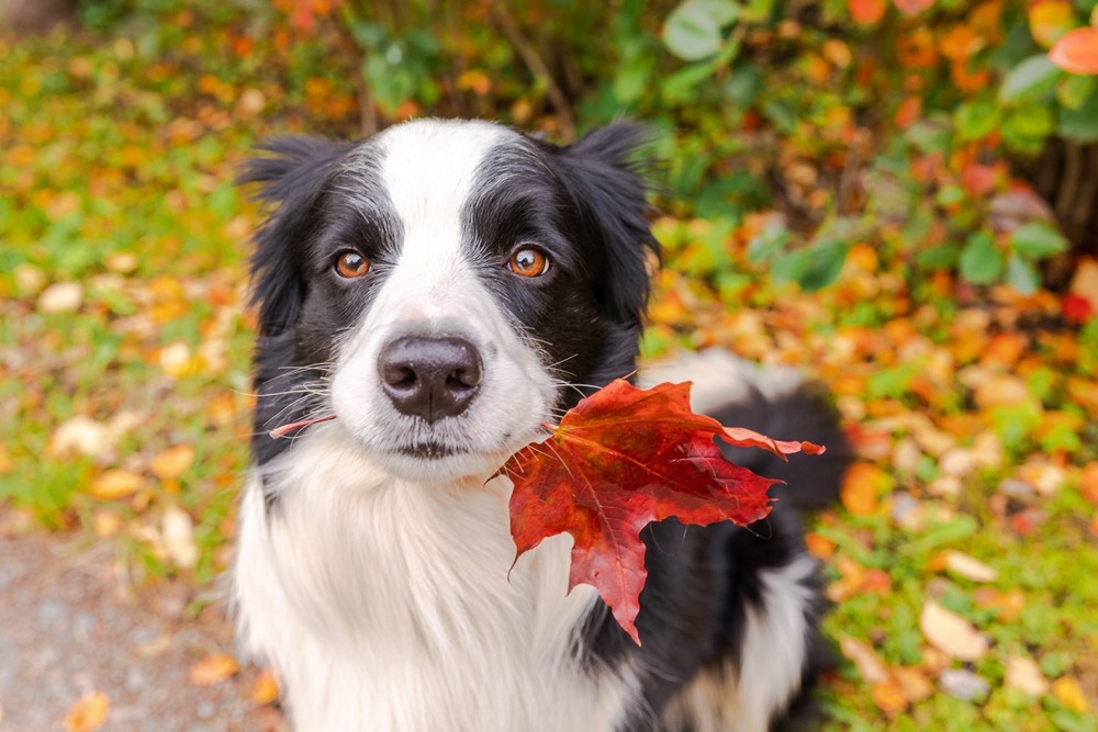 Fot. Julia Zavalishina/Shutterstock